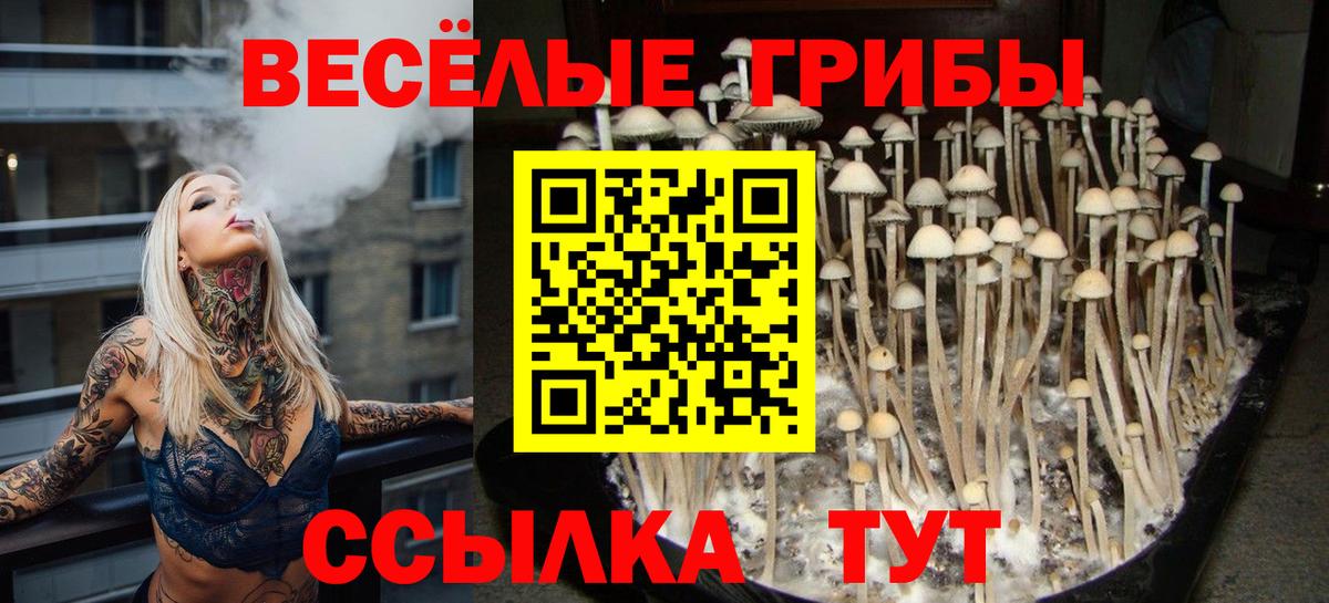 Галлюциногенные грибы Psilocybine cubensis Чебоксары